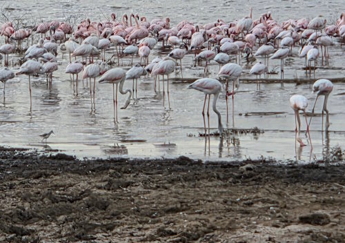 Flamingoes.jpg