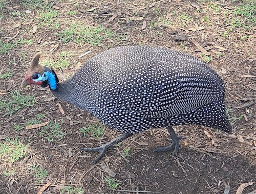 Guinea fowl