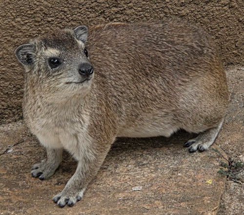 Hyrax.jpg