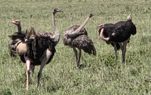 Ostriches.jpg